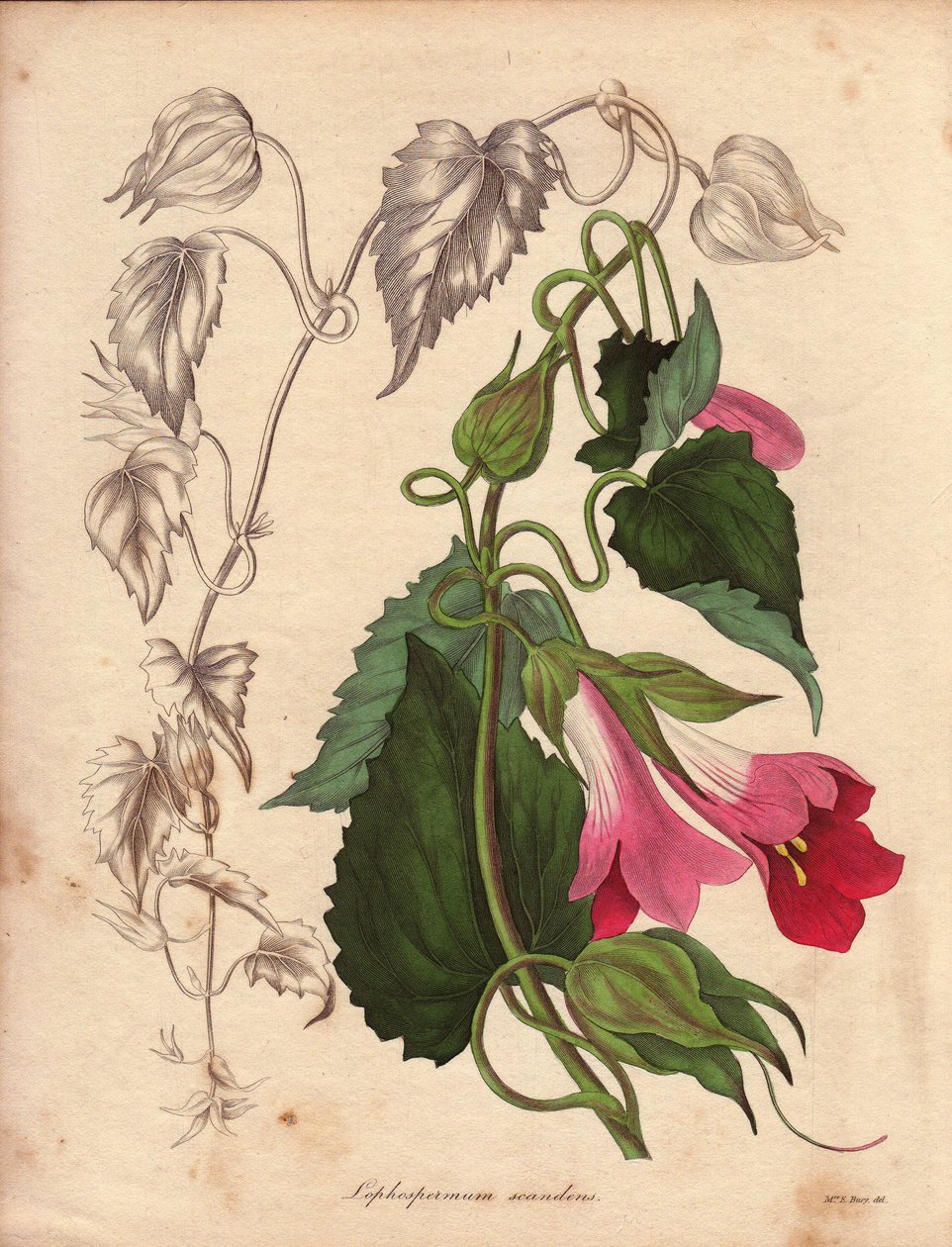 Variëteit van Lophospermum (L.Scandens), klimmend met roze en paarse bloemen. Soort ontdekt door Mr. Bates, zeer wijdverspreid in de struiken van Mexico. Deze plant werd gekweekt in de collectie van Charles Tayleure en was aanwezig in de Botanische Tuin in door Unbekannter Künstler
