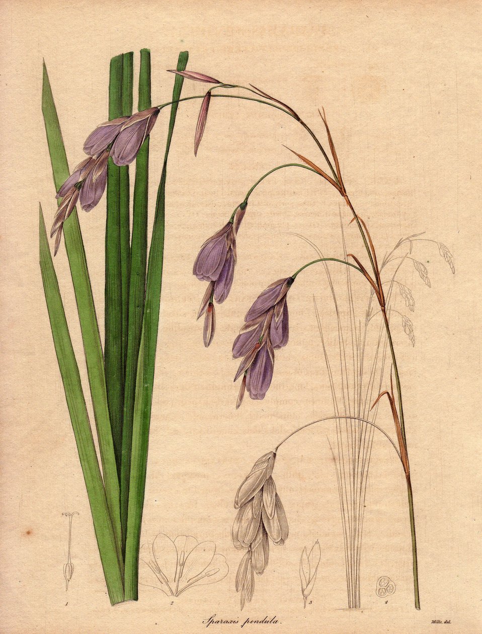 Variëteit van iris (Sparaxis pendula), genaamd Harlekijnbloem, inheems in Zuid-Afrika, met hangende bloemen van lila kleur. Illustratie door R. Mills (actief 1836-1842), in The Botanist, serie door Benjamin Maund in vijf delen, gepubliceerd tussen 1836 en  door Unbekannter Künstler