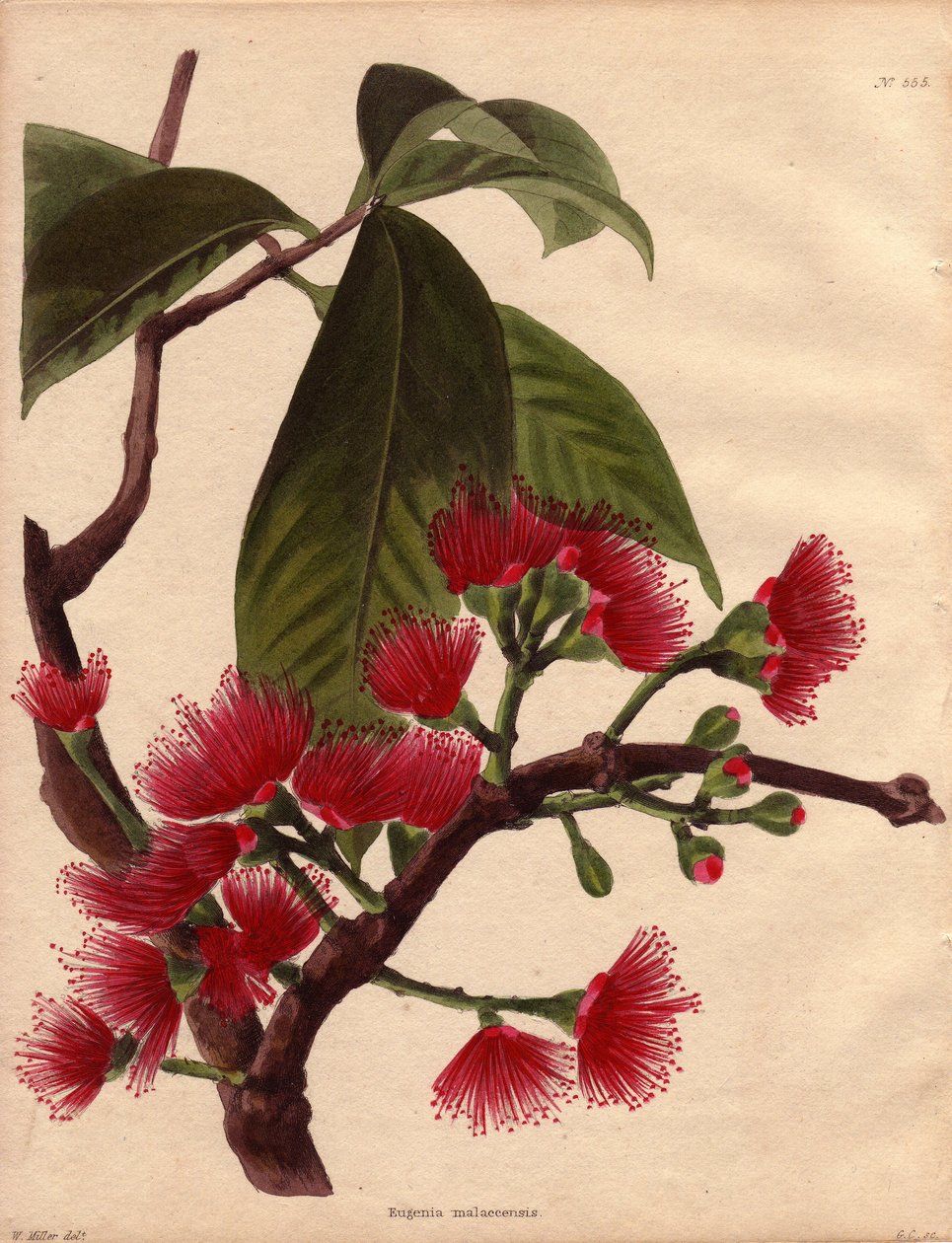 Variete van waterappel of roze appel, met karmozijnrode bloemen (Eugenia malaccensis). Tropische plant van Maleisische oorsprong. De hier vertegenwoordigde soort is niet alleen beperkt tot de Straat van Malakka (Maleisië), maar komt voor in heel India en d door Unbekannter Künstler