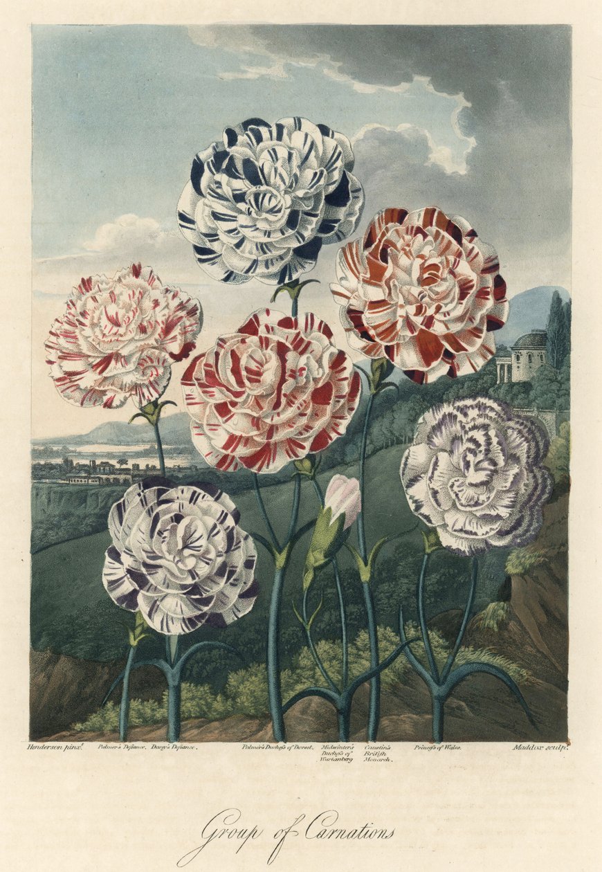 Variëteiten van gewone anjers (of bloemistenanjers of kruidnagelanjers). Gravure, uit The Temple of Flora, door Dr. Robert Thornton door Unbekannter Künstler