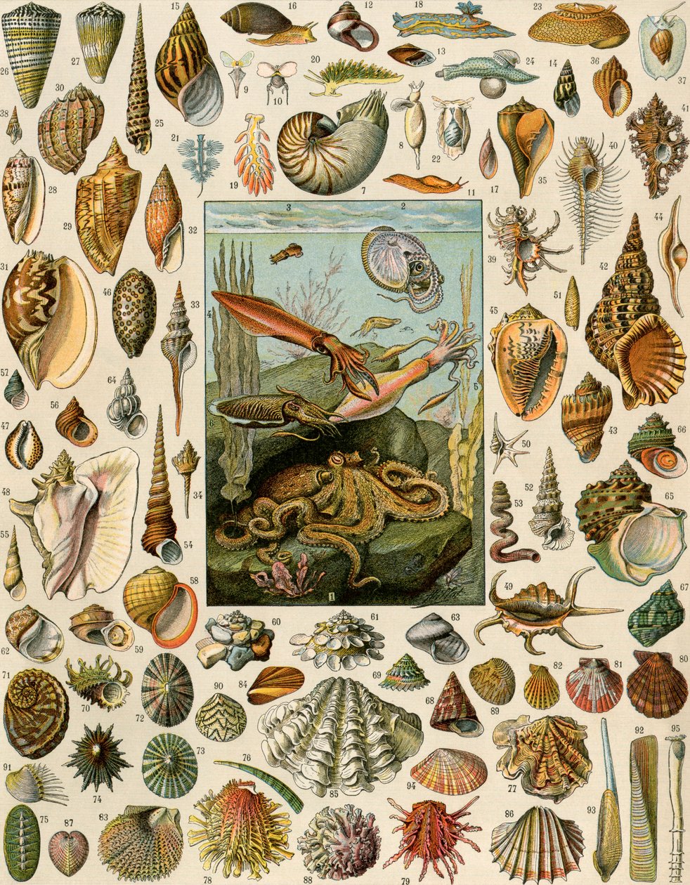 Variëteiten van weekdieren, met sint-jakobsschelpen, mosselen, slakken en inktvissen. 19e-eeuwse lithografie. door Unbekannter Künstler
