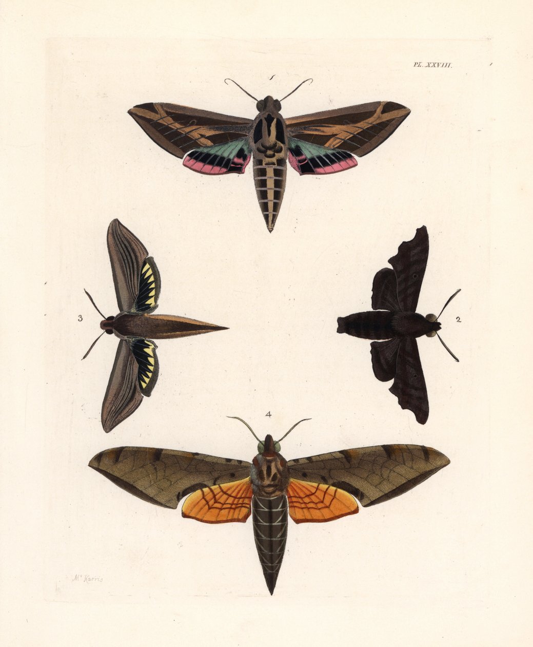 Wijnstok sfinx mot, Eummorpha vitis 1, treurige sfinx, Enyo lugubris 2, tersa sfinx, Xylophanes tersa 3, en gestreepte sfinx, Proambulyx strigilis 4. Handgekleurde lithografie uit John O. Westwood