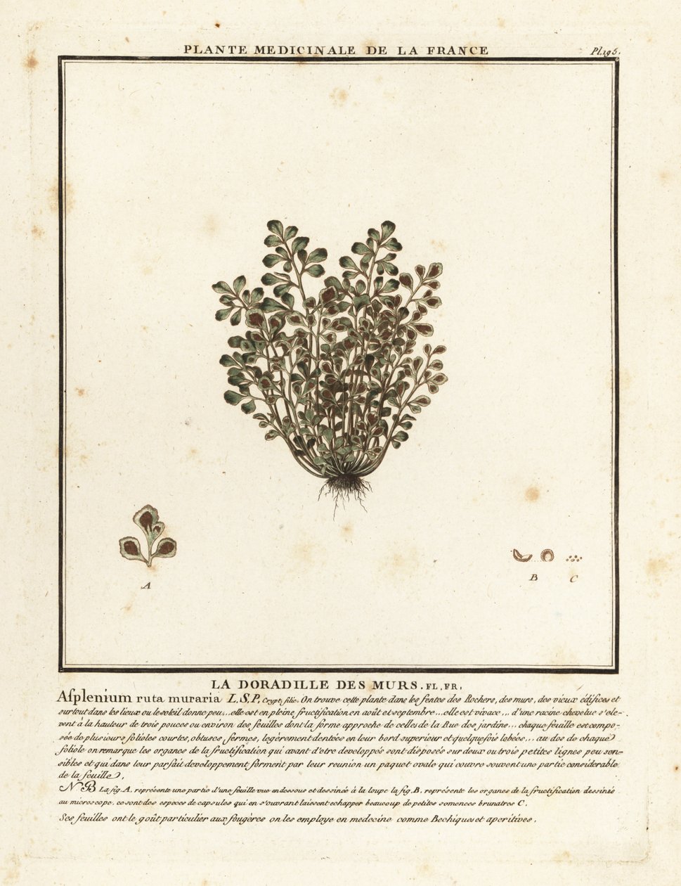Muurvaren, Asplenium ruta-muraria door Unbekannter Künstler