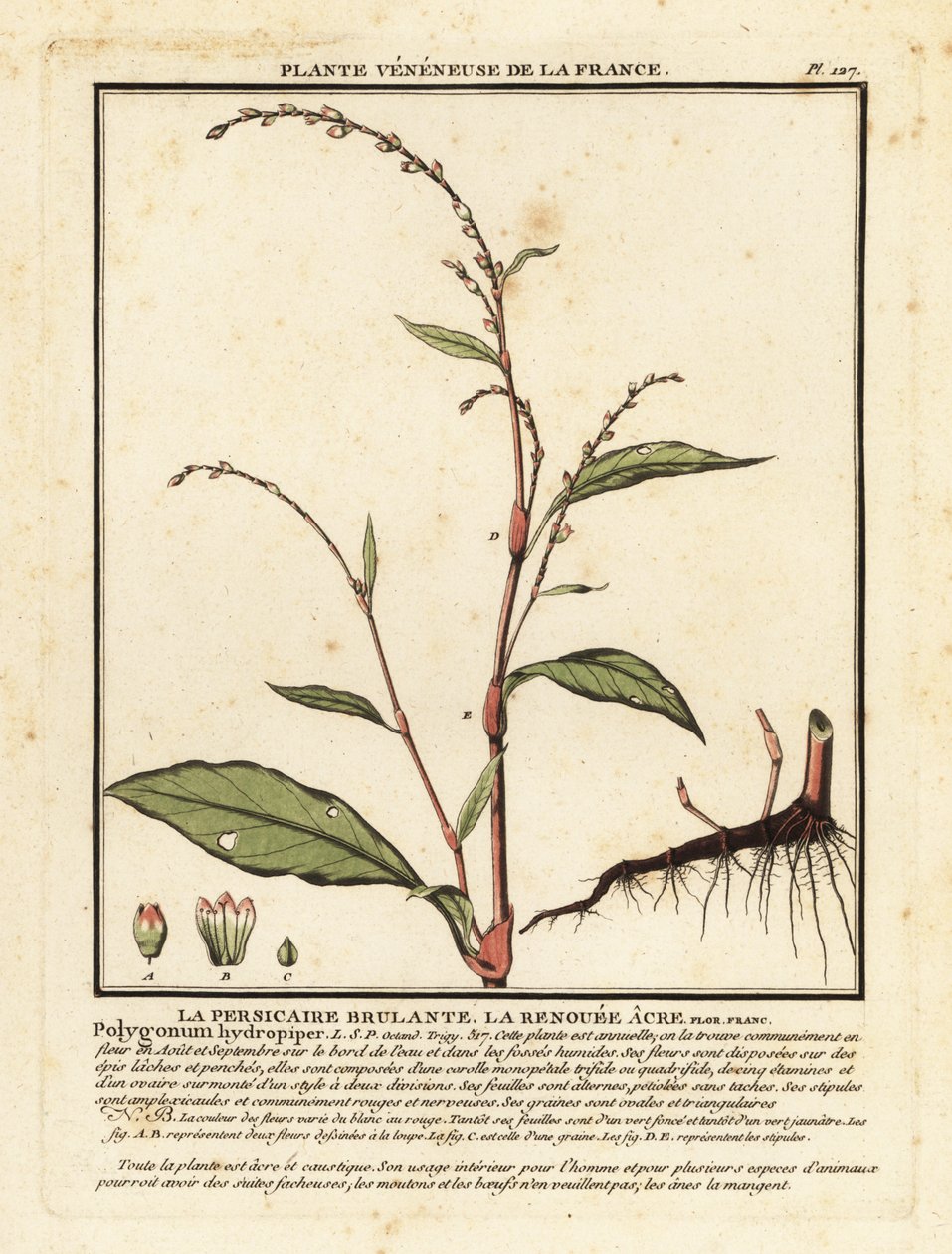 Waterpeper, Persicaria hydropiper door Unbekannter Künstler