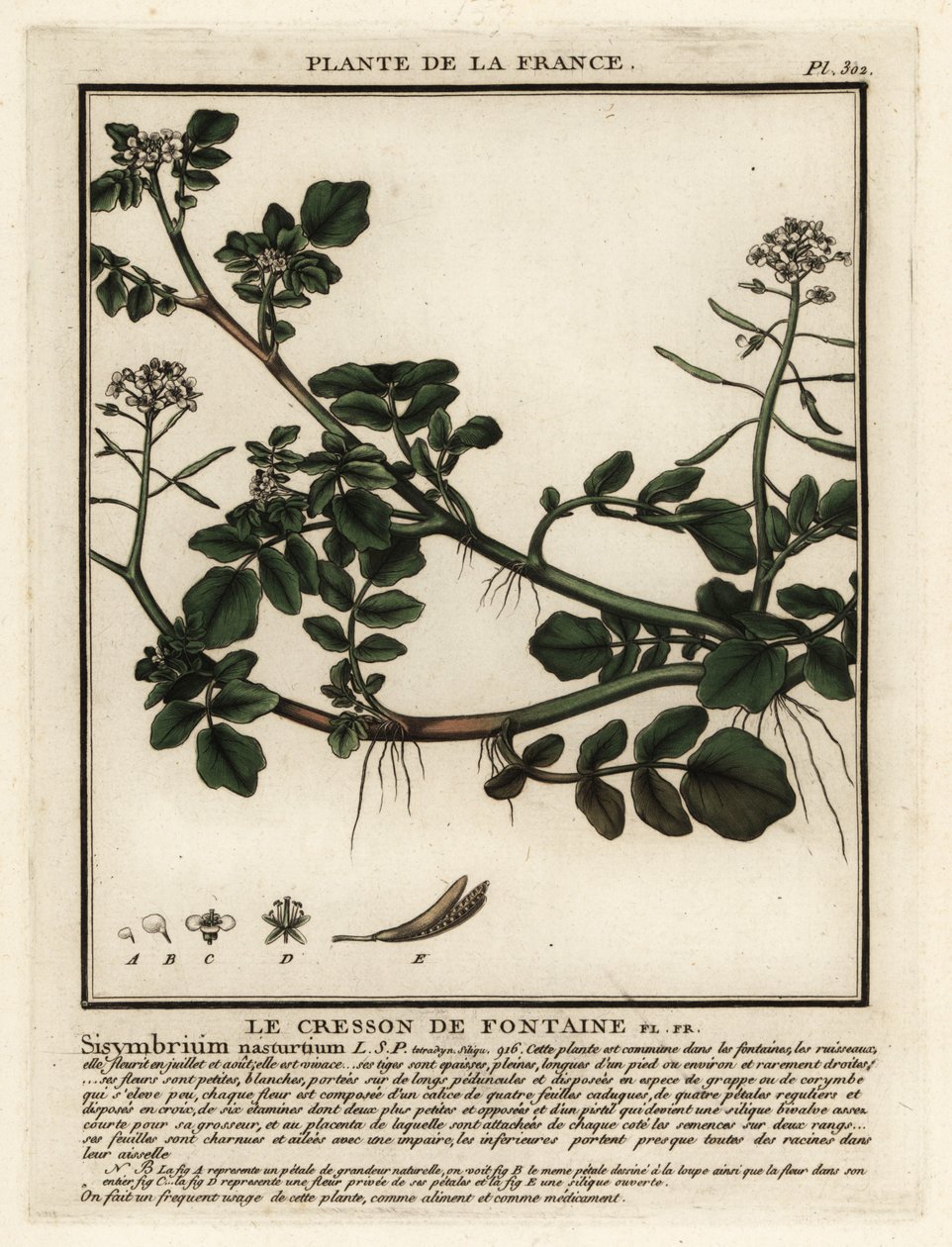 Waterkers, Nasturtium officinale door Unbekannter Künstler