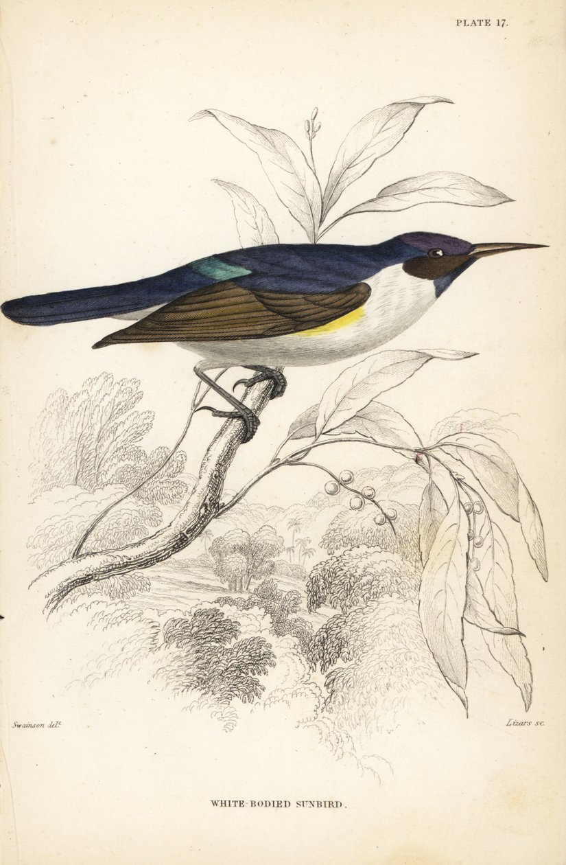 Westelijke paarsrug-zonnevogel. Handgekleurde staalgravure door William Lizars naar William Swainson uit Sir William Jardine