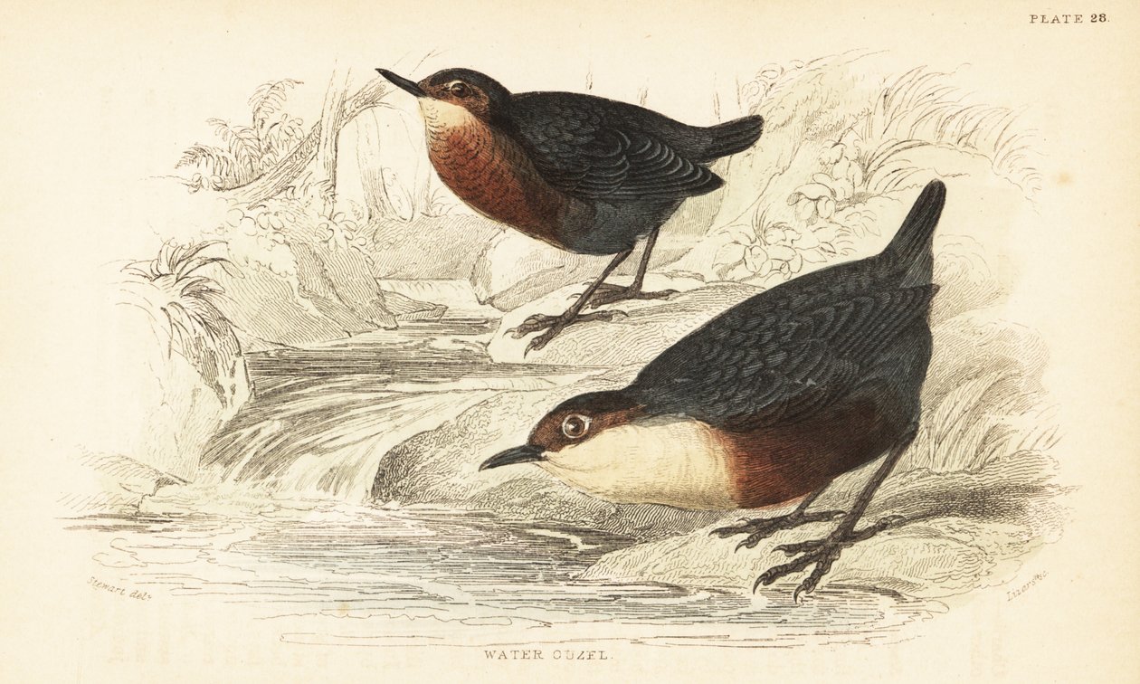 Waterspreeuw, Cinclus cinclus. 1889 (gravure) door Unbekannter Künstler