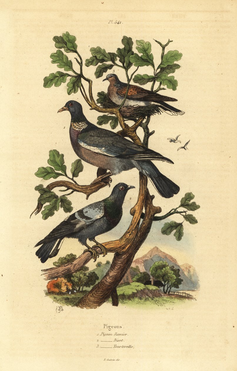 Houtduif, Columba palumbus, gewone duif, Columba livia, en tortelduif, Streptopelia risoria door Unbekannt