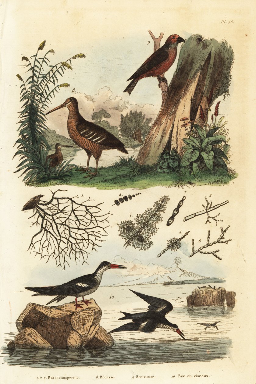Houtsnip, Scolopax rusticola, kruisbek, Loxia curvirostra, en schaarbek, Rynchops niger door Unbekannt