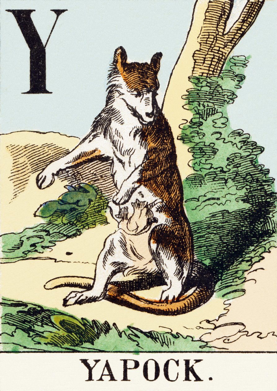 Y: Yapock - Het Jacht Alfabet, c.1890 door Unbekannt