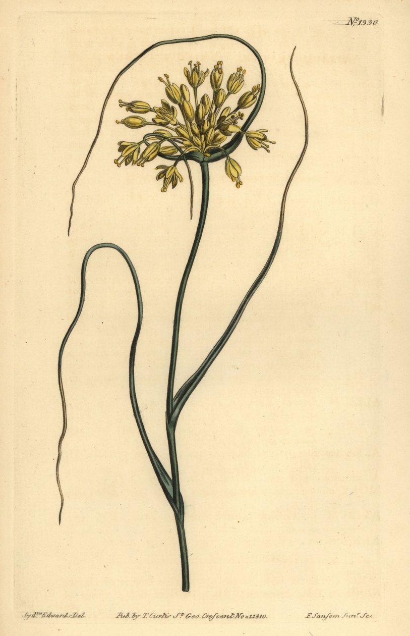 Gele knoflook, Allium flavum door Unbekannt