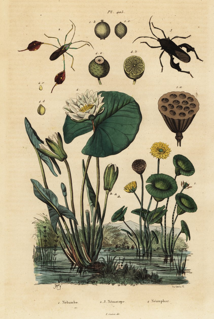 Gele lotus, Nelumbo lutea 1, bladvoetige wantsen, Anisoscelis foliaceus 2 en Anoplocnemis curvipes 3, en witte waterlelie, Nymphaea alba 4 door Unbekannt