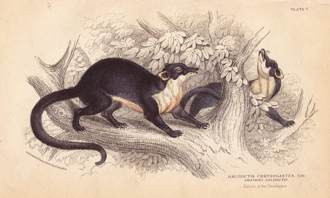 Geelkeel marter. Handgekleurde staalgravure door Lizars naar een illustratie van Charles Hamilton Smith uit een schets van R. G. Watkin uit William Jardine