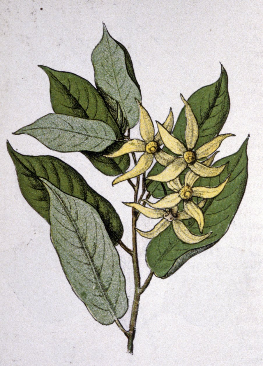 Ylang Ylang door Unbekannter Künstler