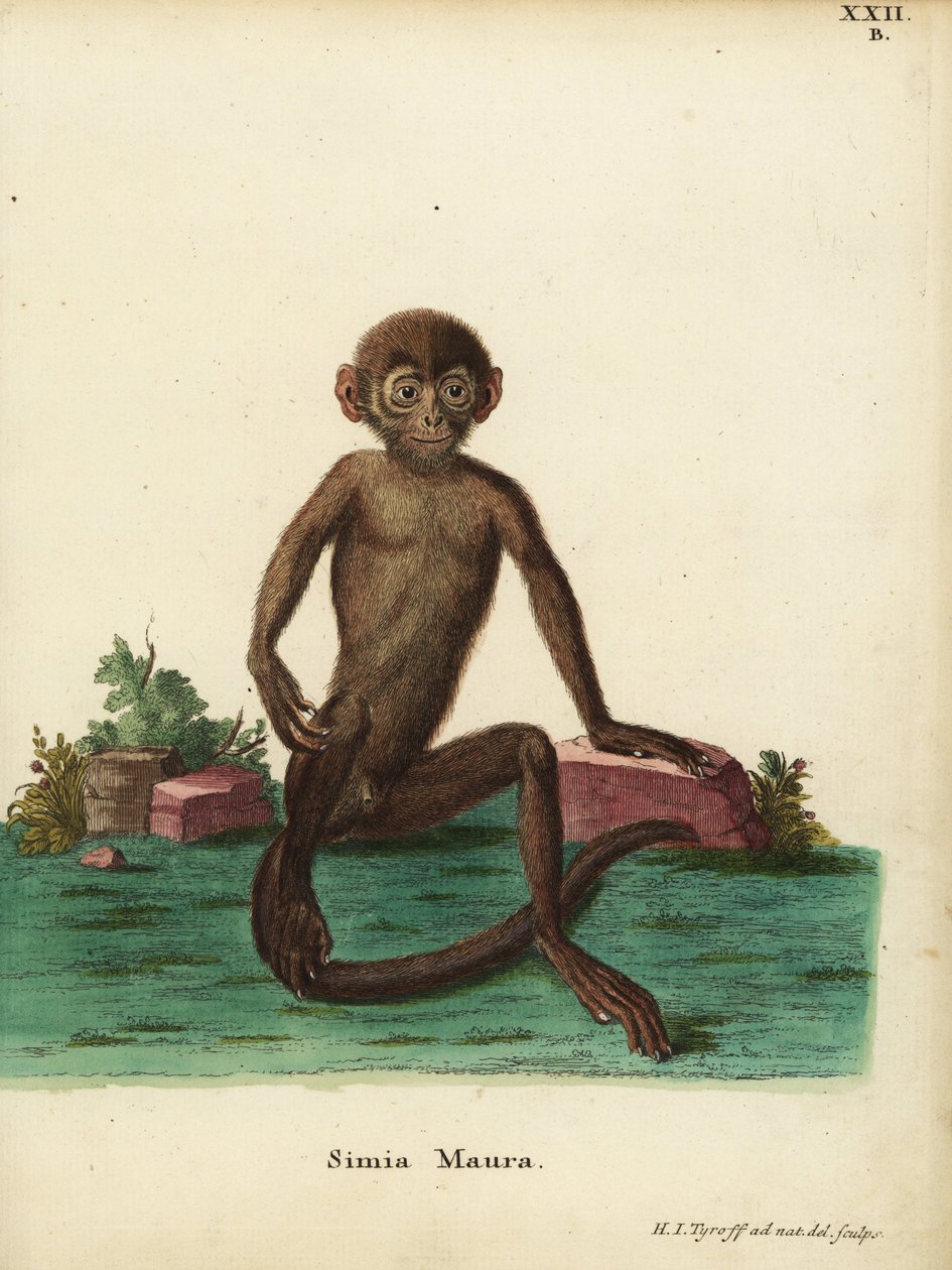 Jonge gebandeerde langur, Presbytis femoralis. Simia maura. Handgekleurde kopergravure getekend en gegraveerd naar de natuur door Hermann Jakob Tyroff uit Johann Christian Daniel Schreber