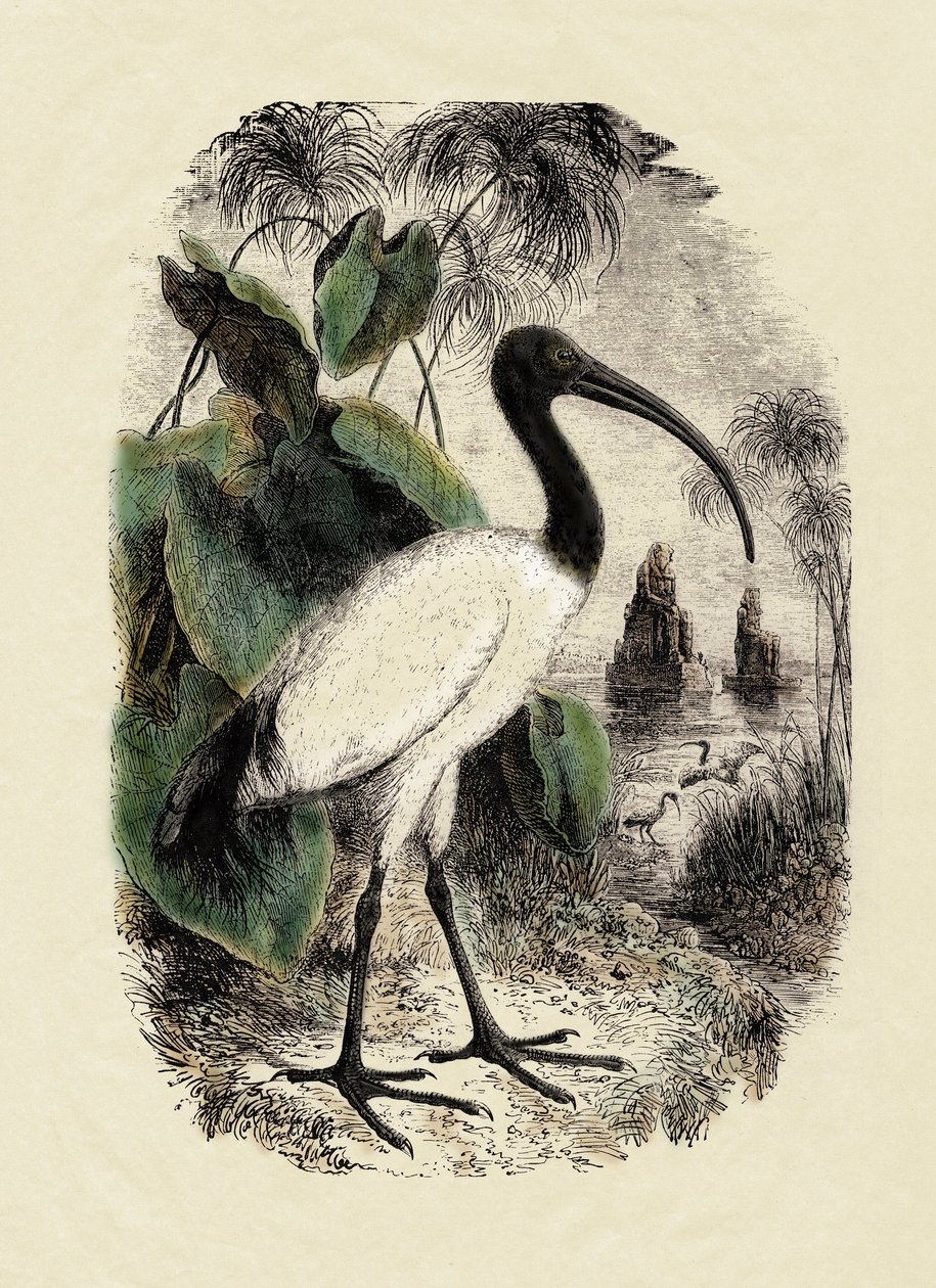 Zoologie: Sacre Ibis (Threskiornis aethiopicus), gravure uit de 19e eeuw door Unbekannter Künstler