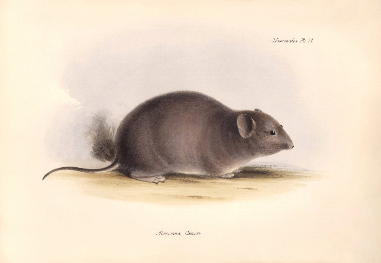 Zoologie: De 