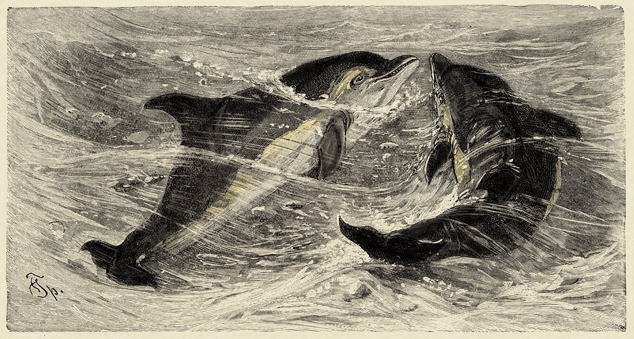 Zoologie: dolfijnen (delphinus delphis) beschreven en geïllustreerd door Carlo Vogt en Federico Specht in Natural history illustree: zoogdieren 1884 door Unbekannter Künstler