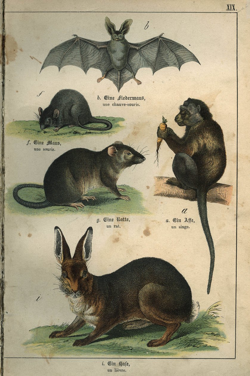Zoölogie: voorstelling van een vleermuis, een muis, een rat, een aap, een haas. Plaat uit een Frans-Duits kinderwoordenboek door Unbekannt
