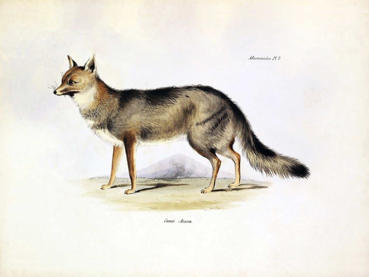 Zoölogie: weergave van de "Canis Azarae" vos uit Zuid-Amerika beschreven door Charles Darwin tijdens zijn reis aan boord van de Beagle. Plaat uit "The zoology of the voyage of H.M.S. Beagle under the command of Captain Fitzroy during the years 1832-1836" door Unbekannter Künstler