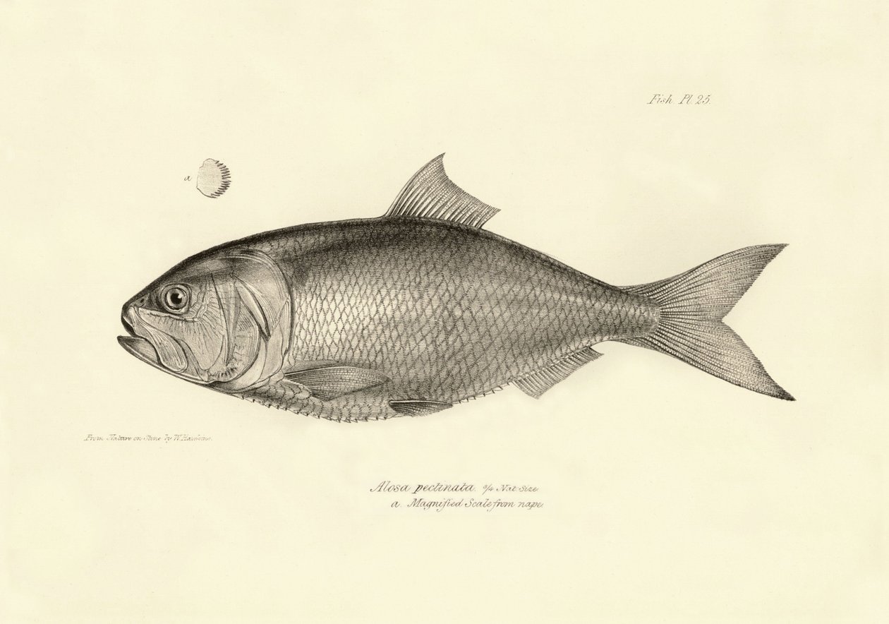 Zoölogie: weergave van de vis 