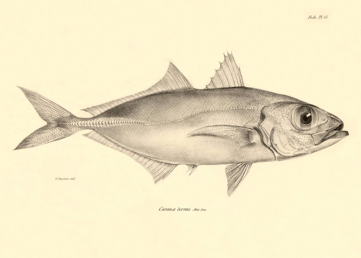 Zoölogie: weergave van de vis "Caranx torvus" beschreven door Charles Darwin tijdens zijn reis aan boord van de Beagle. Plaat uit "The zoology of the voyage of H.M.S. Beagle under the command of Captain Fitzroy during the years 1832-1836" door Unbekannter Künstler
