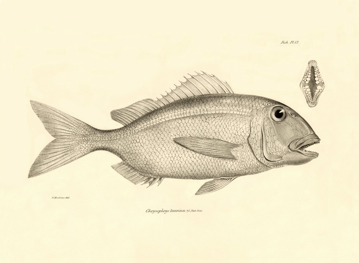 Zoologie: weergave van de vis Chrysophrys taurina beschreven door Charles Darwin tijdens zijn reis aan boord van de Beagle. Plaat uit The zoology of the voyage of H.M.S. Beagle onder het bevel van kapitein Fitzroy tijdens de jaren 1832-1836 door Unbekannter Künstler