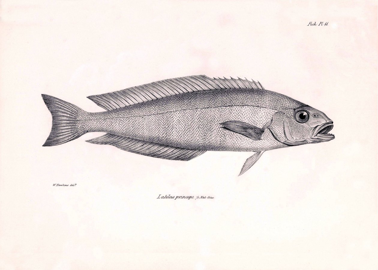 Zoologie: weergave van de vis Latilus princeps beschreven door Charles Darwin tijdens zijn reis aan boord van de Beagle. Plaat uit The zoology of the voyage of H.M.S. Beagle onder het bevel van kapitein Fitzroy tijdens de jaren 1832-1836 door Unbekannter Künstler