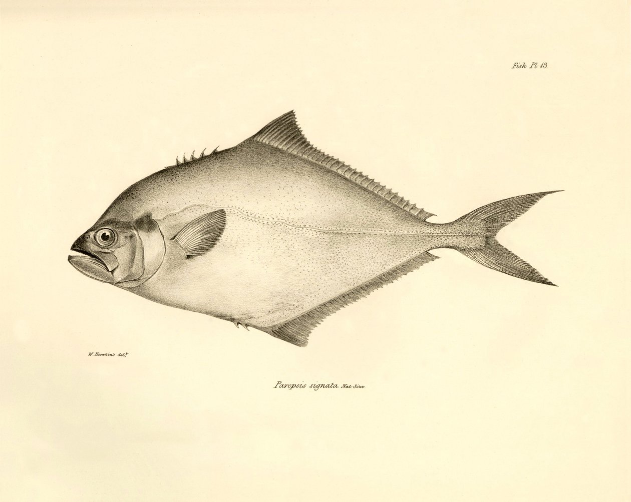 Zoölogie: weergave van de vis 