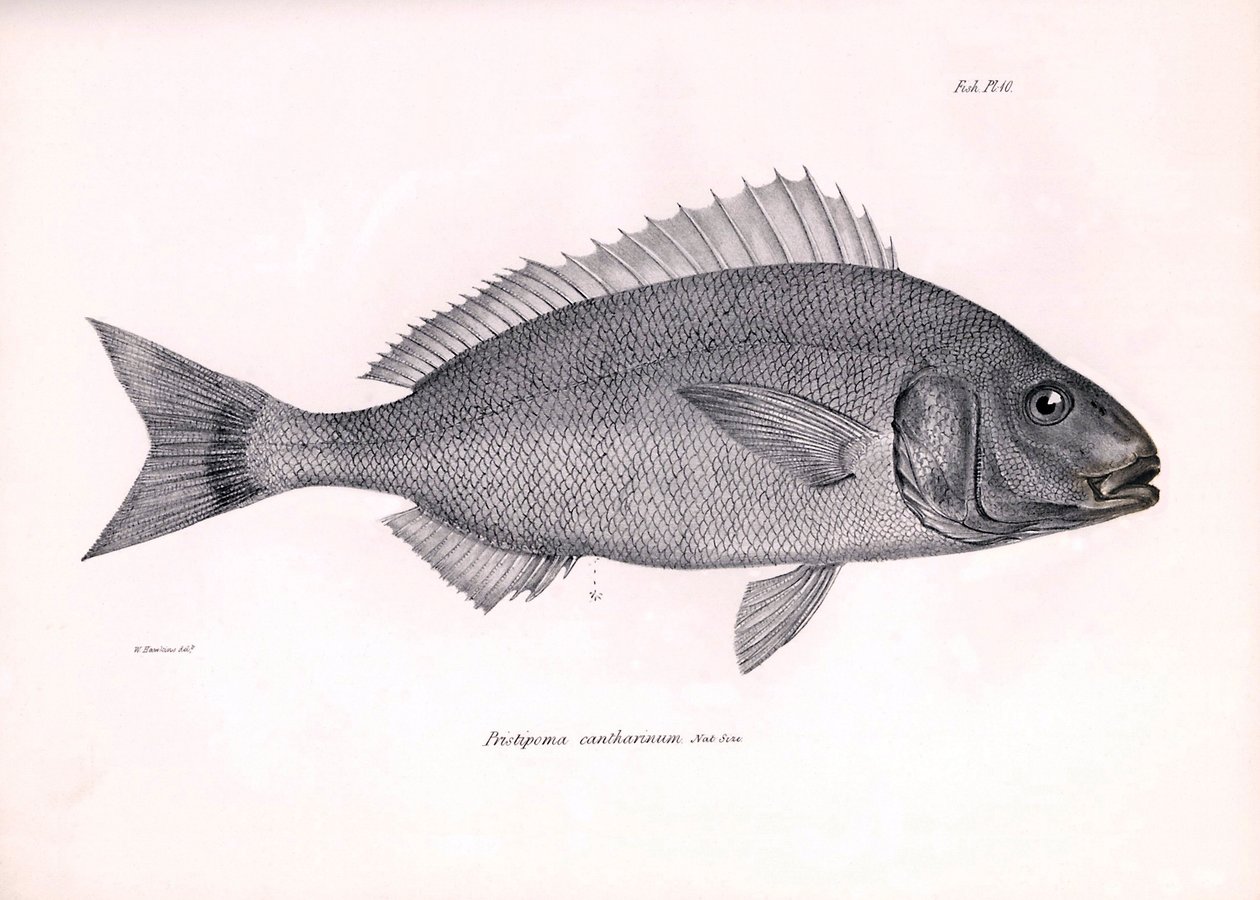 Zoologie: weergave van de vis Pristipoma cantharinum beschreven door Charles Darwin tijdens zijn reis aan boord van de Beagle. Plaat uit The zoology of the voyage of H.M.S. Beagle onder het bevel van kapitein Fitzroy tijdens de jaren 1832-1836 door Unbekannter Künstler