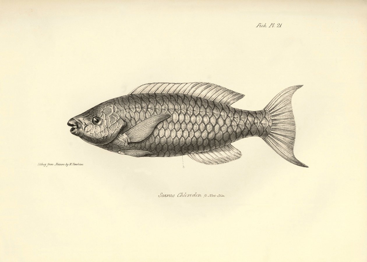 Zoölogie: weergave van de vis 