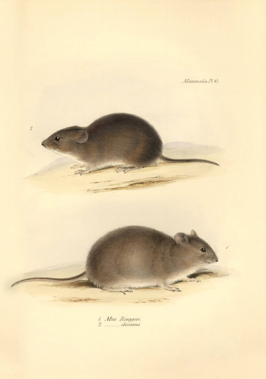 Zoologie: de Mus Renggeri en de Mus obscurus (ratten) beschreven door Charles Darwin tijdens zijn ontdekkingsreis aan boord van de Beagle. Plaat uit The Zoology of the voyage of H.M.S. Beagle onder het bevel van kapitein Fitzroy tijdens de jaren 1832 tot 1 door Unbekannter Künstler