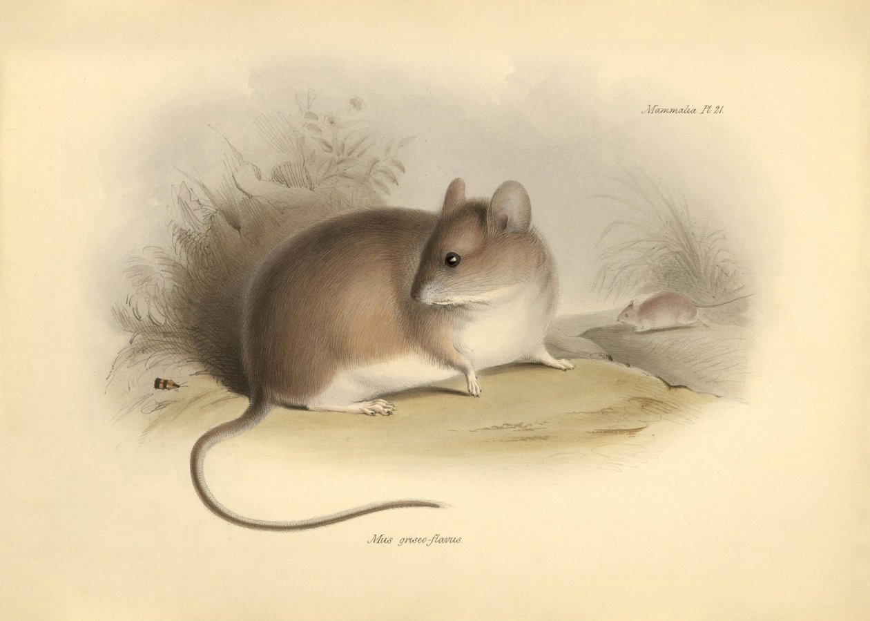 Zoologie: de Mus griseoflavus of bladermuis beschreven door Charles Darwin tijdens zijn ontdekkingsreis aan boord van de Beagle. Plaat uit The Zoology of the voyage of H.M.S. Beagle onder het bevel van kapitein Fitzroy tijdens de jaren 1832 tot 1836 door Unbekannter Künstler