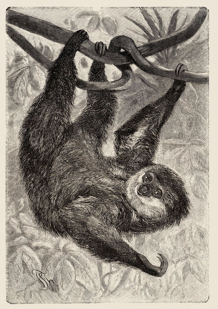 Zoologie: unau of luiaard beschreven en geïllustreerd door Carlo Vogt en Federico Specht in 