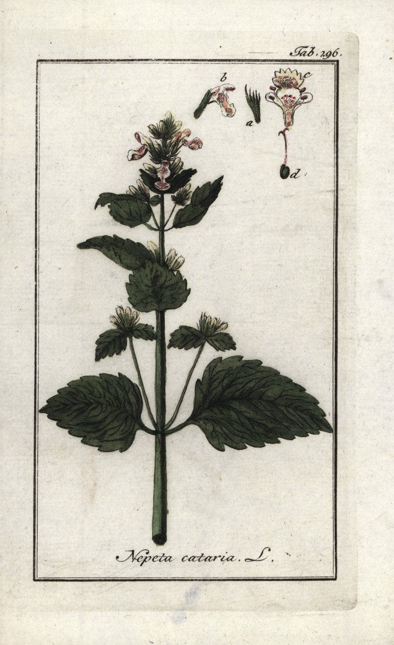 Kattekruid (Nepeta cataria). Lithografie uit Afbeelding der Artseny-Gewassen door Johannes Zorn, Nederland door Unbekannter Künstler