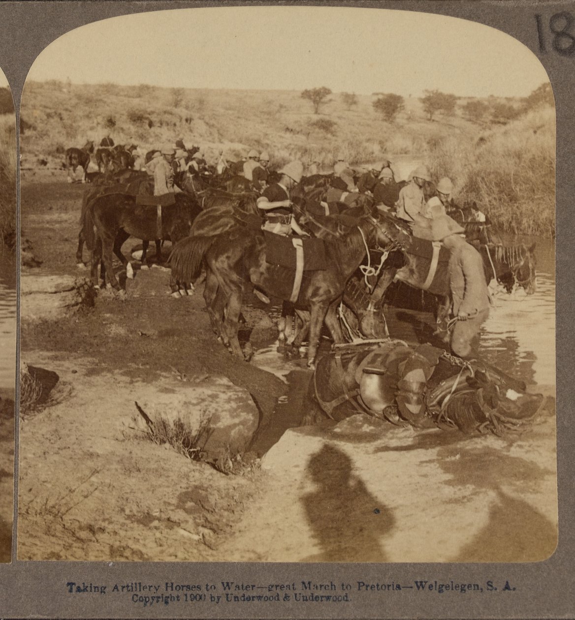 Artilleriepaarden water geven, Welgelegen, Zuid-Afrika door Underwood and Underwood