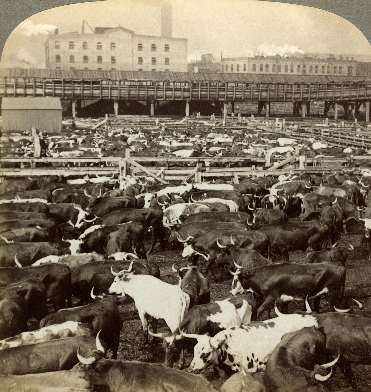 Vee, Great Union Stock Yards, Chicago, Illinois, VS door Underwood and Underwood