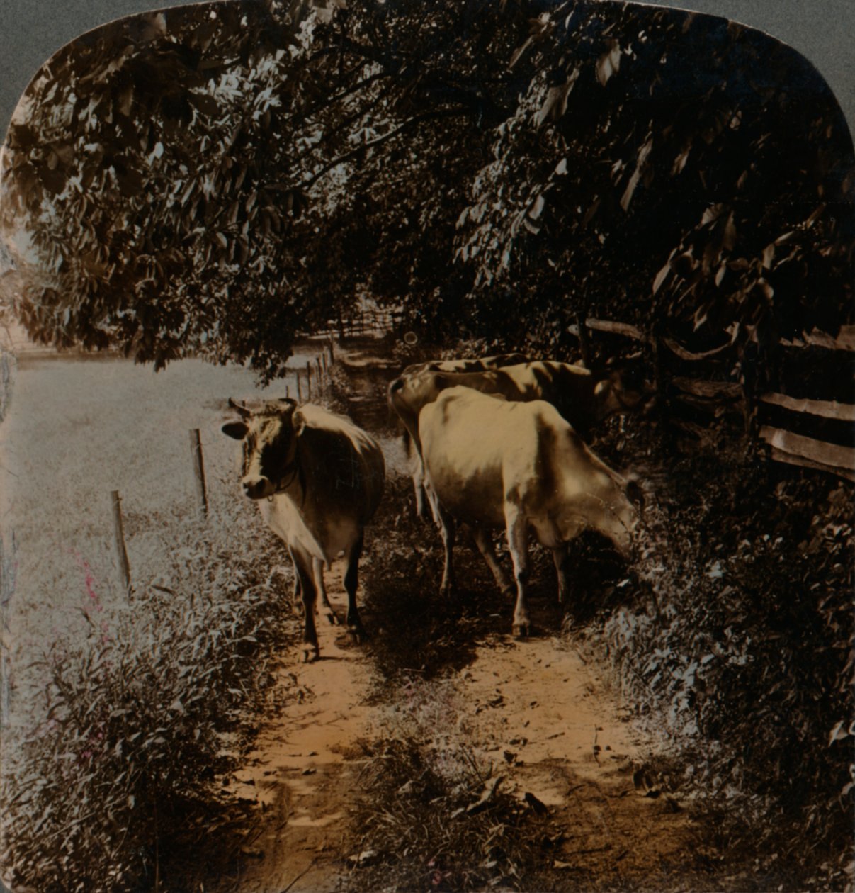 Koeien komen thuis door het pad tijdens melktijd, ca. 1900 door Underwood and Underwood
