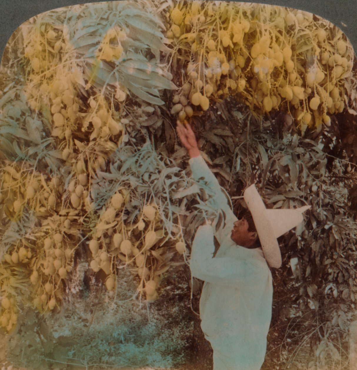 Verzamelen van heerlijke vruchten van een zwaar beladen mangoboom, Cuernavaca, Mexico, 1907 door Underwood and Underwood