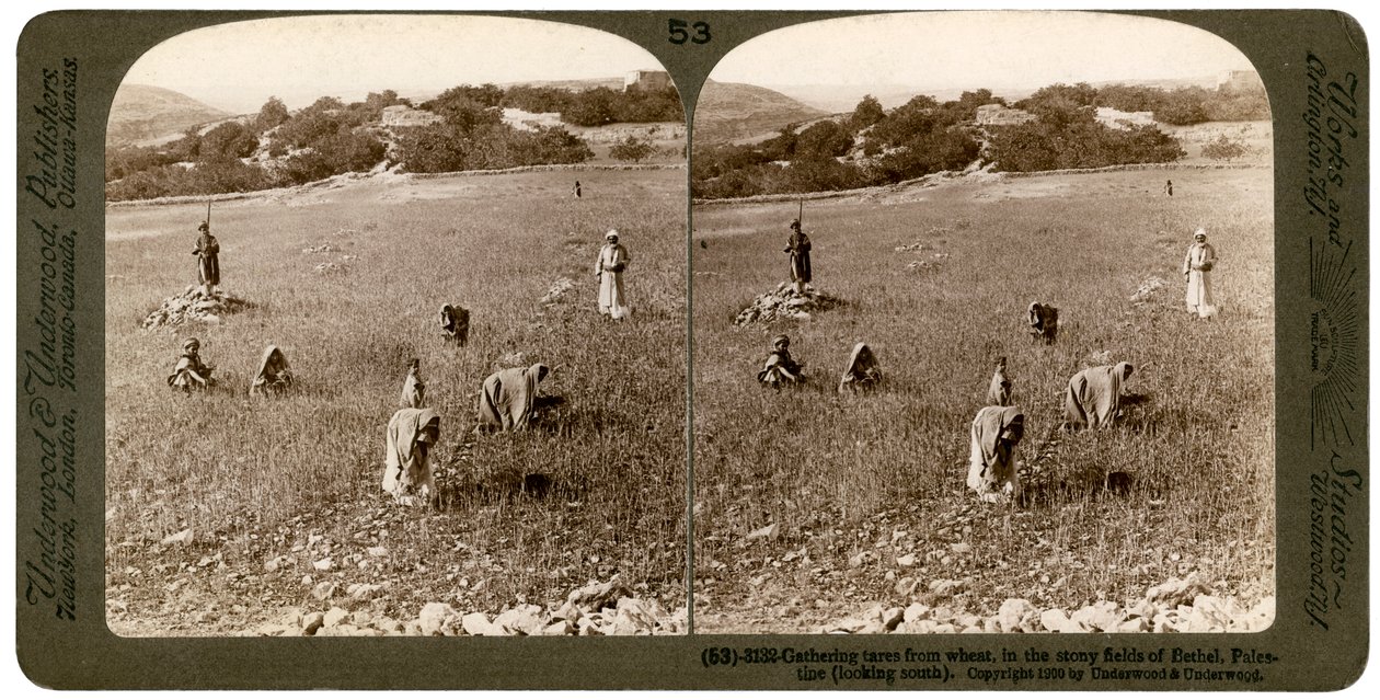 Onkruid verzamelen uit tarwe in de stenige velden van Bethel Baytin, Palestina, 1900 door Underwood and Underwood