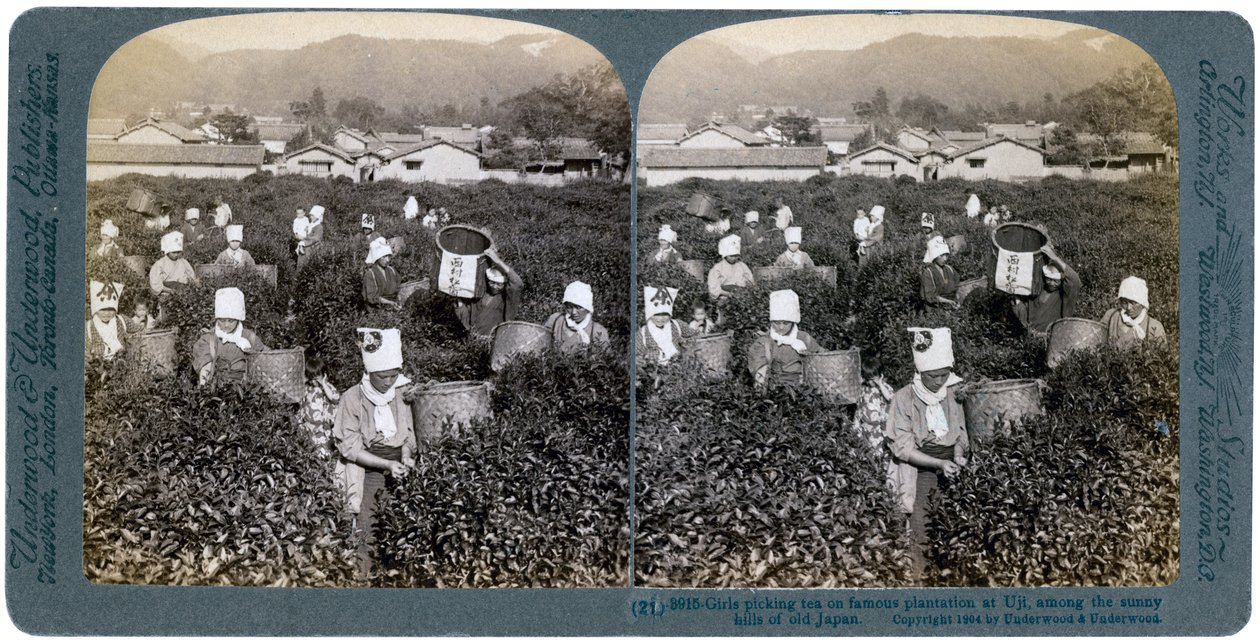 Meisjes plukken thee op de beroemde plantage in Uji, Japan door Underwood and Underwood