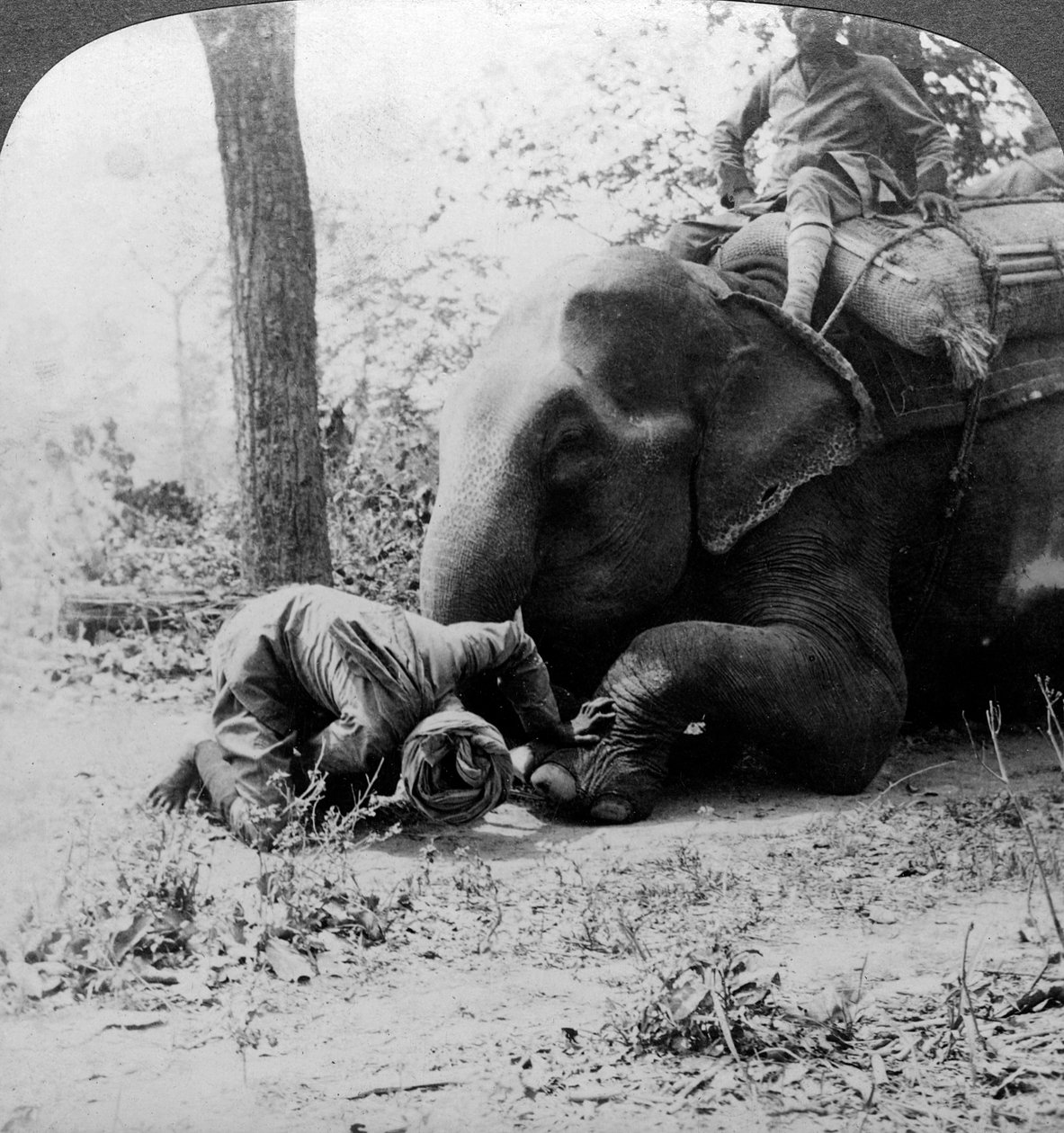 Mahout verwijdert een doorn uit de voet van een olifant, Behar tijgerjacht, India, ca. 1900 door Underwood and Underwood