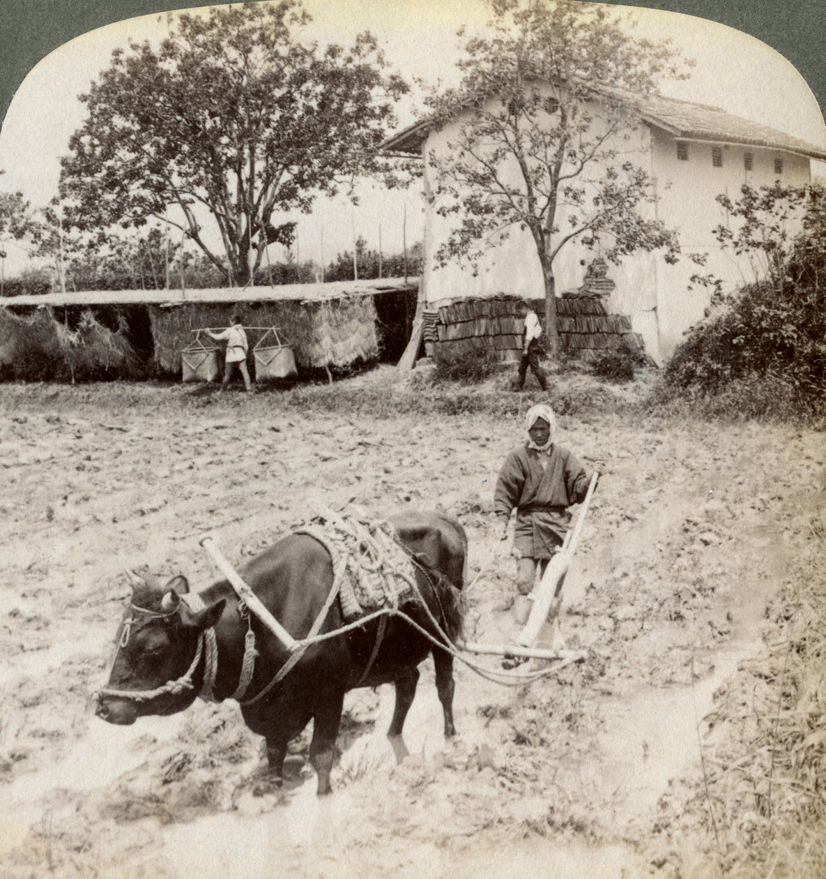 Ploegen van overstroomd land voor rijstplanting, ten noorden van de hoofdweg bij Uji, nabij Kyoto, Japan, 1904 door Underwood and Underwood