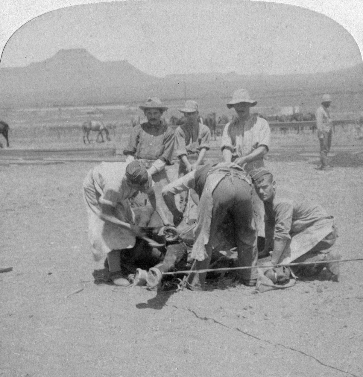 Paarden beslaan in Naauwpoort, Zuid-Afrika, Boerenoorlog, 1900 door Underwood and Underwood