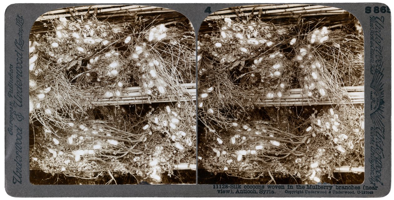 Zijde cocons geweven in moerbeibomen, Antiochië, Syrië, 1900s door Underwood and Underwood