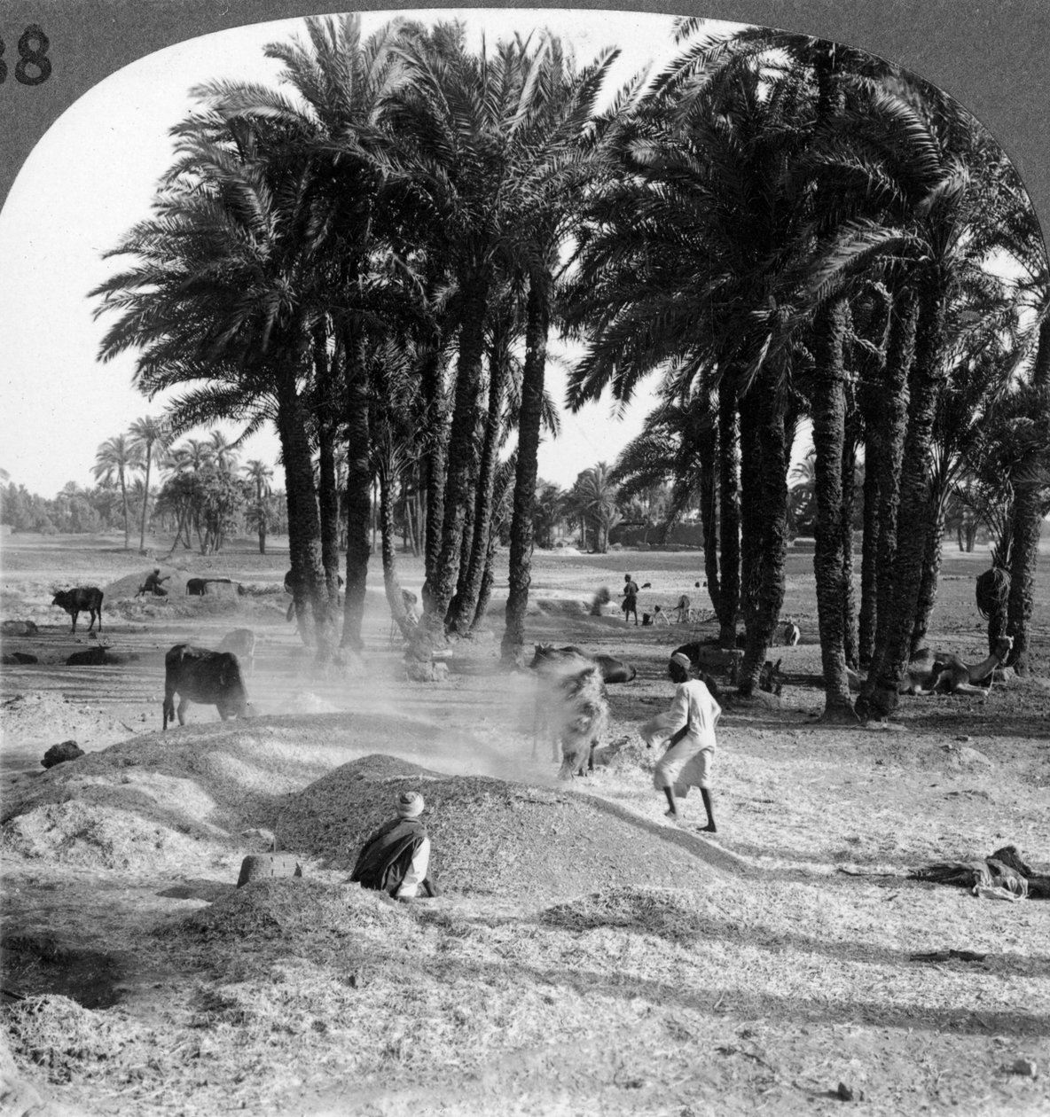 Het wannen van het graan na het dorsen, Egypte, 1905 door Underwood and Underwood