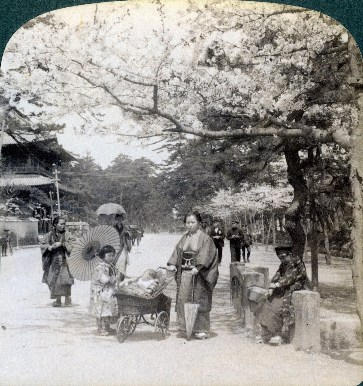 Onder de kersenbloesems, kijkend naar het noordoosten langs de hoofdlaan van Shiba Park, Tokio, Japan, 1904 door Underwood and Underwood