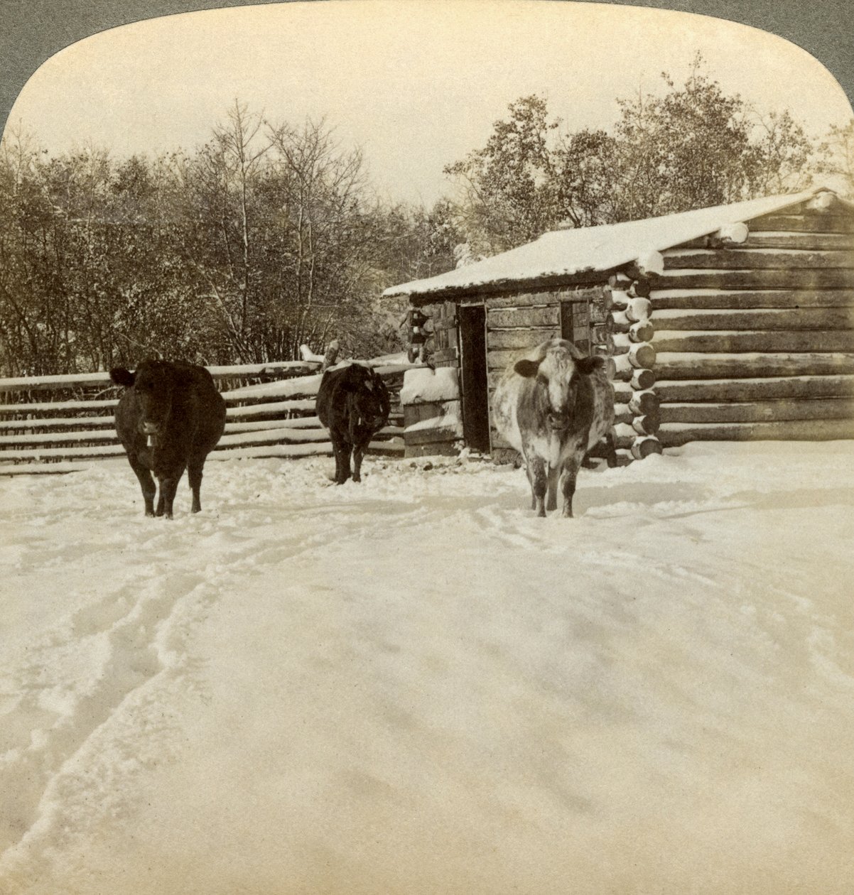 Winter op een ranch, Montana, VS door Underwood and Underwood