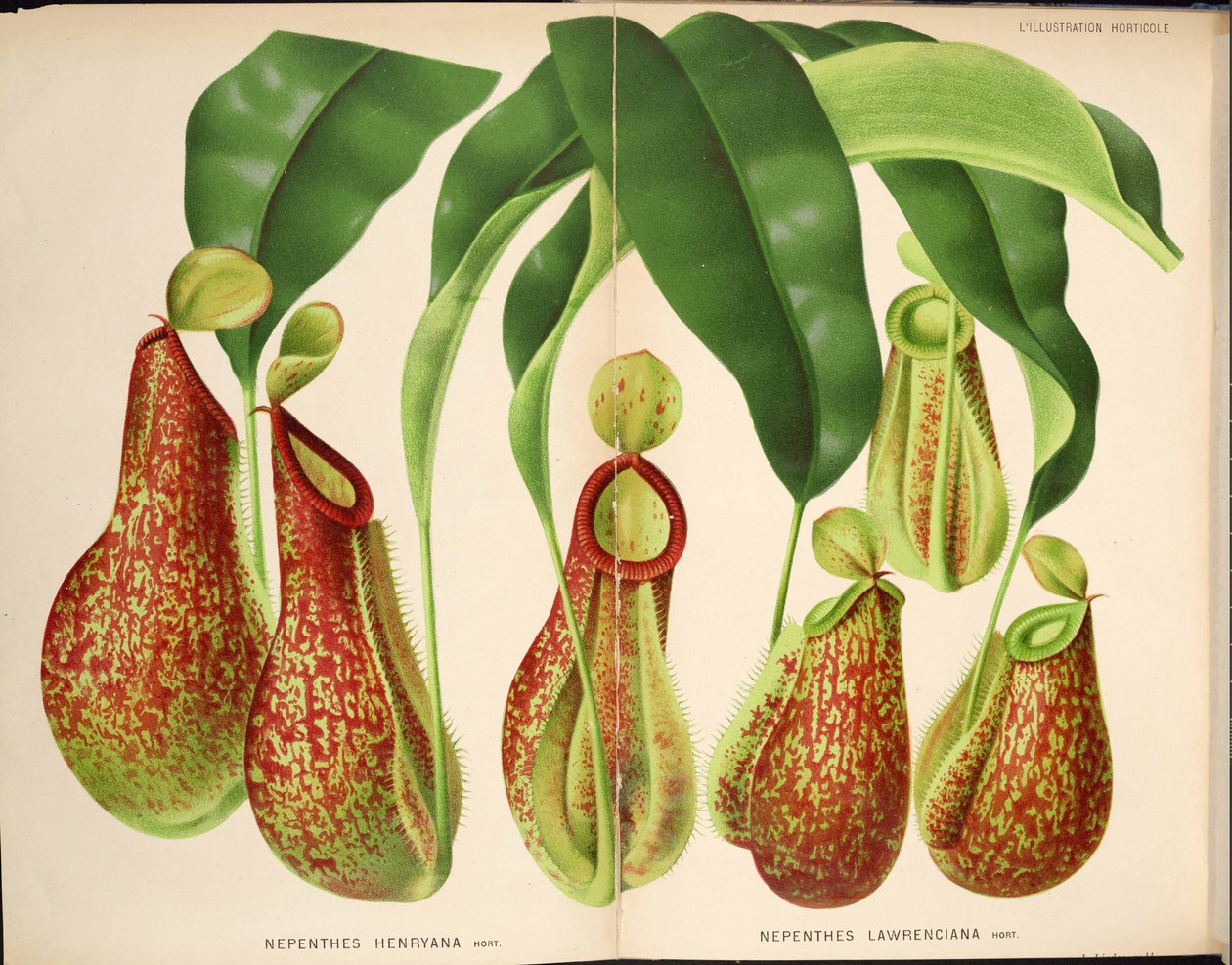 Nepenthes henryana & Nepenthes lawrenciana - L’Illustration horticole (1882) door Unknown
