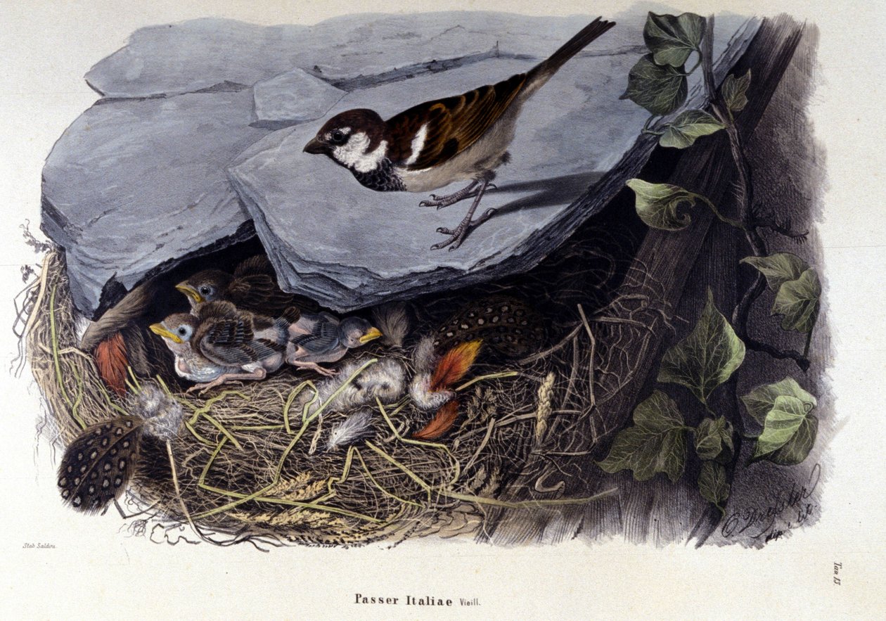 Een bord dat een gewone vogel (of mus) bij zijn nest voorstelt door Unknown artist